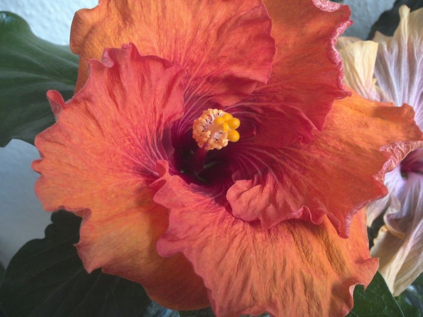 WIN_20170427_085600 - Tahitian Dark Congo