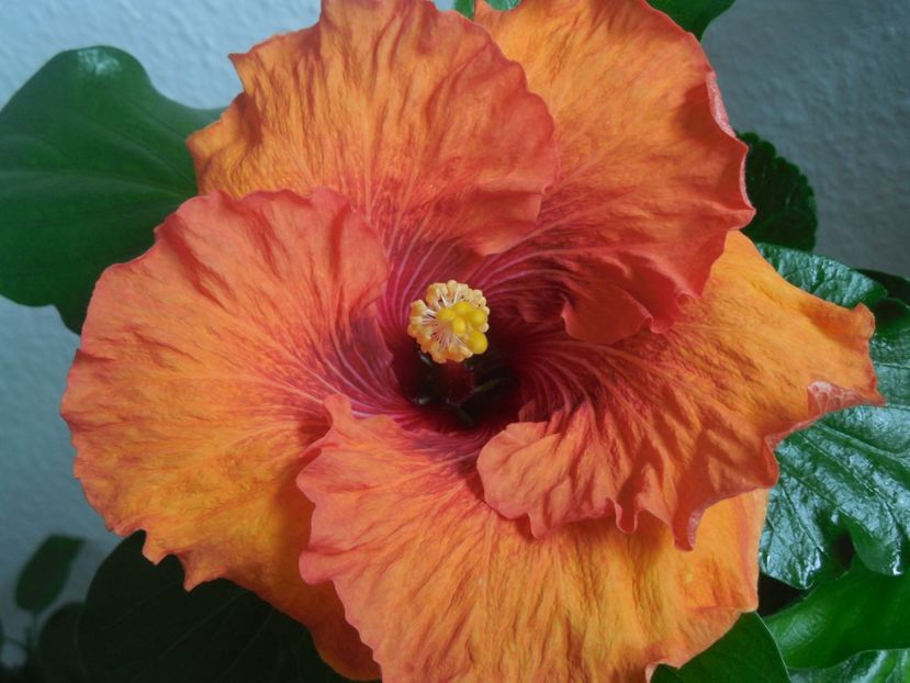  - Tahitian Dark Congo