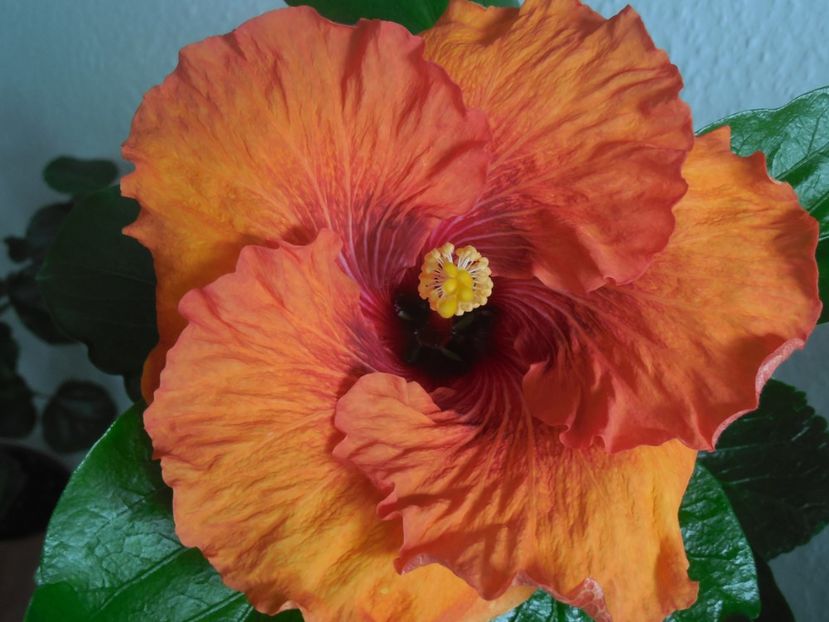  - Tahitian Dark Congo