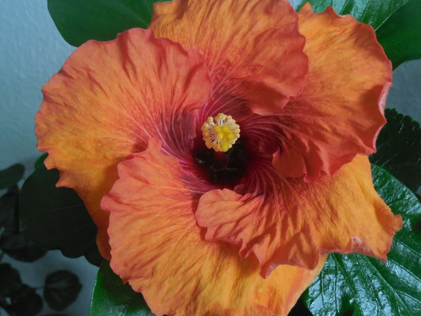  - Tahitian Dark Congo