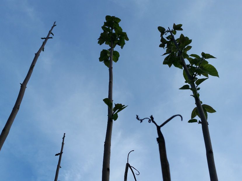 Paulownia - Paulownia Bucuresti