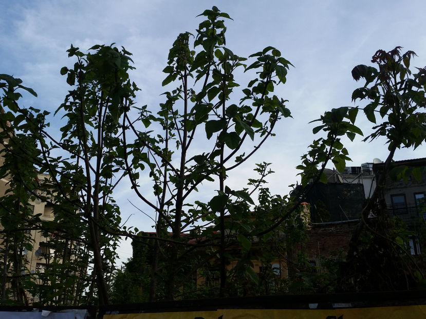 Paulownia - Paulownia Bucuresti