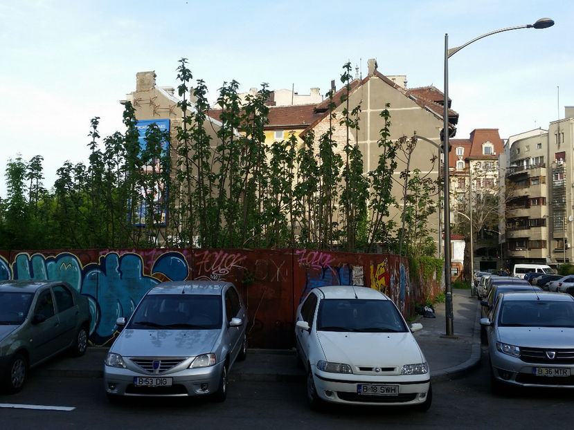 Paulownia - Paulownia Bucuresti