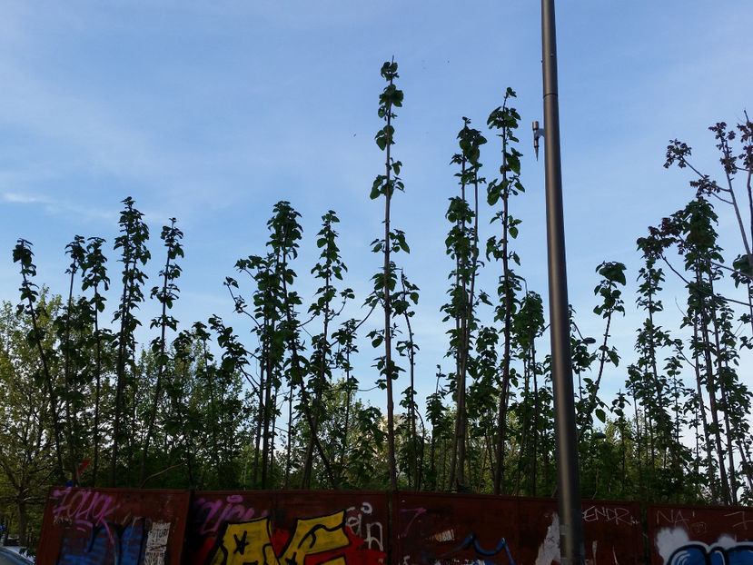 Paulownia - Paulownia Bucuresti