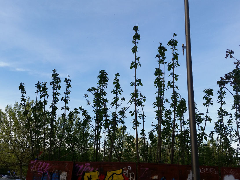 Paulownia - Paulownia Bucuresti