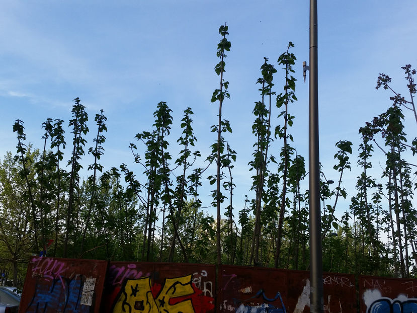 Paulownia - Paulownia Bucuresti