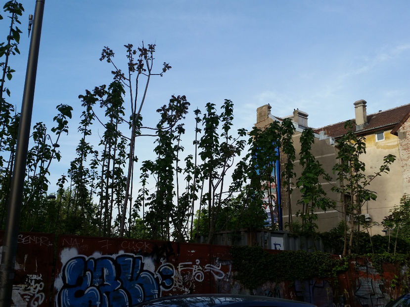 Paulownia - Paulownia Bucuresti