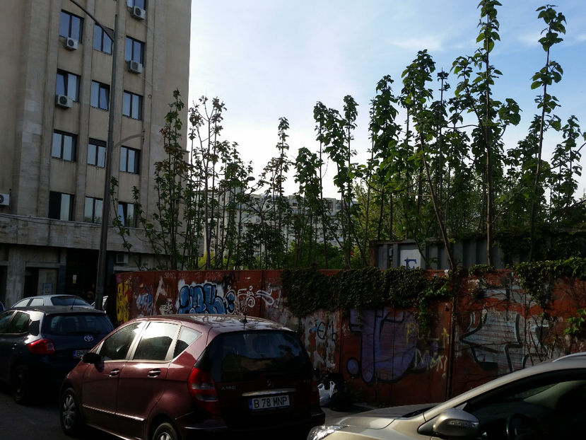Paulownia - Paulownia Bucuresti