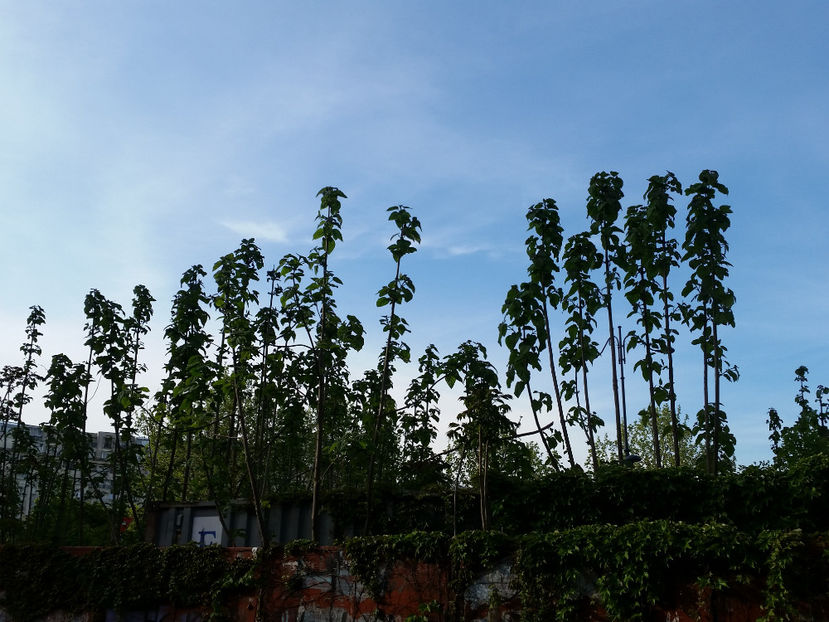 Paulownia - Paulownia Bucuresti