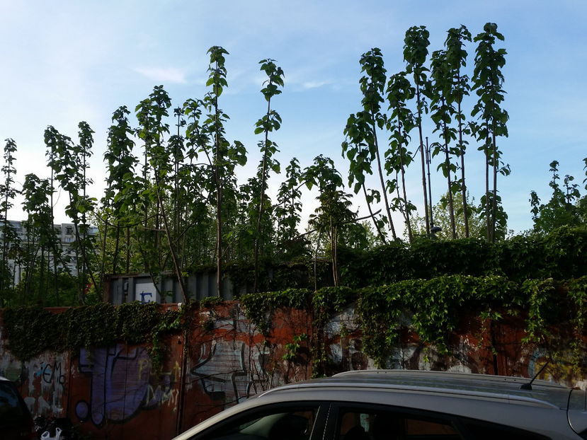 Paulownia - Paulownia Bucuresti