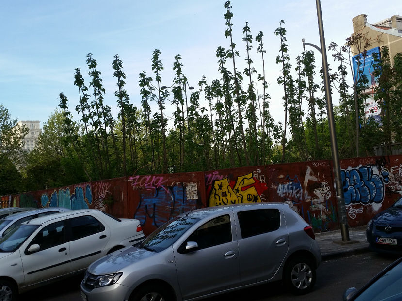 Paulownia - Paulownia Bucuresti