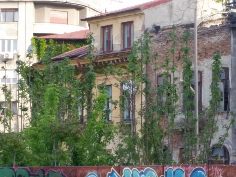 Paulownia - Paulownia Bucuresti