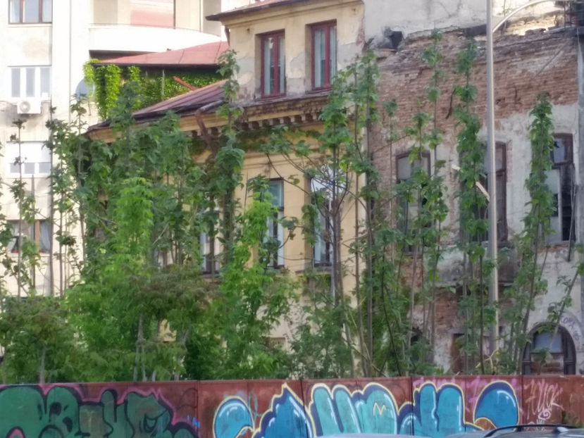 Paulownia - Paulownia Bucuresti