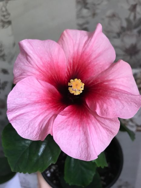 27.04.2017 - Pink Dream - Hibiscus 2017
