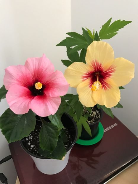 27.04.2017 - Pink Dream & Fidjian Yellow - Hibiscus 2017