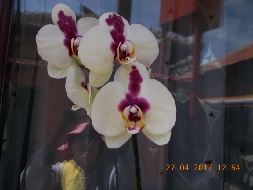  - Orhidee