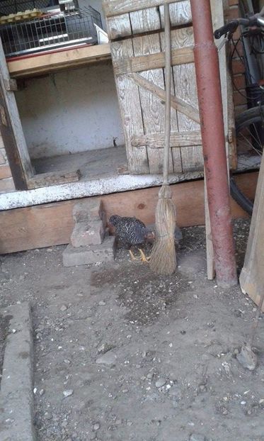  - PLYMOUTH ROCK BARAT