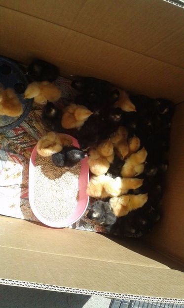 PRB si NEW HAMPSHIRE - PLYMOUTH ROCK BARAT SERIA 2