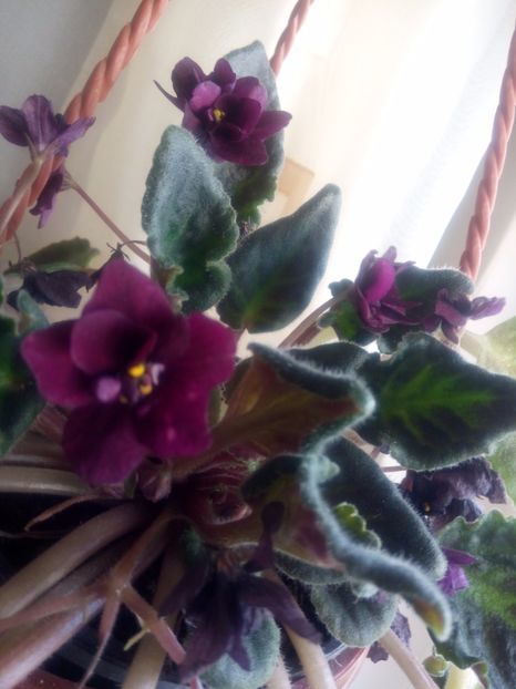  - Cred ca este Armarghedon