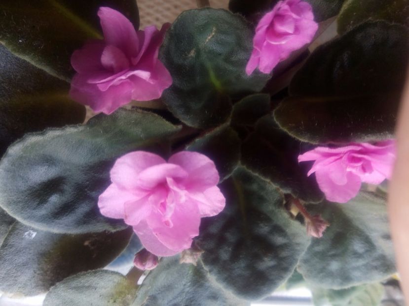  - Violeta nr 2 de la Stanica Rhapsodie Ingrid