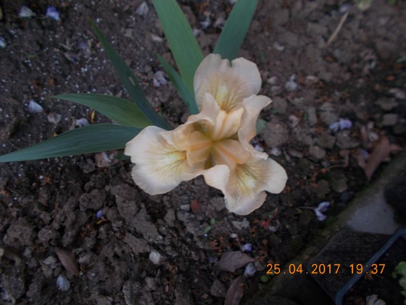 lenna-roberta - IRISI PITICI  2017
