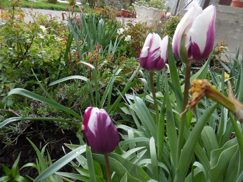  - 000 Aprilie in gradina