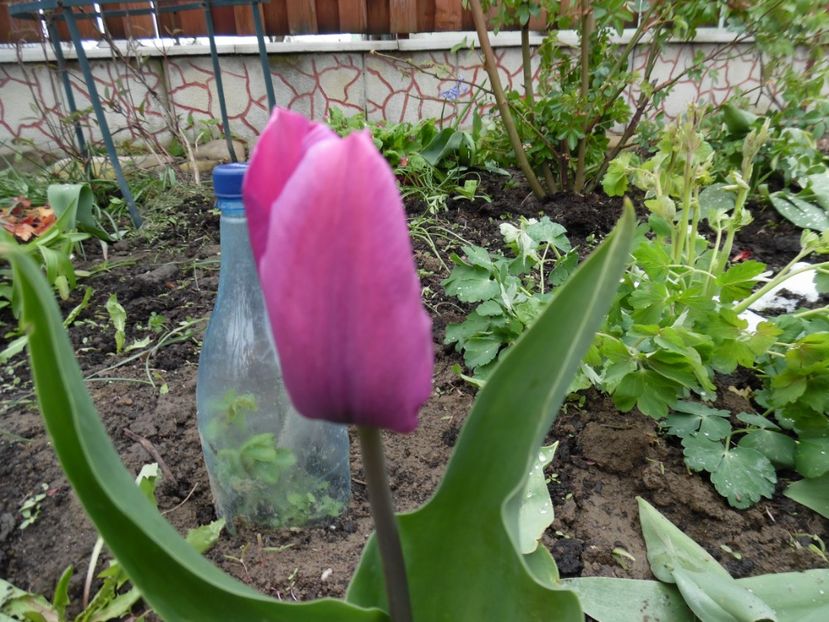  - 000 Aprilie in gradina