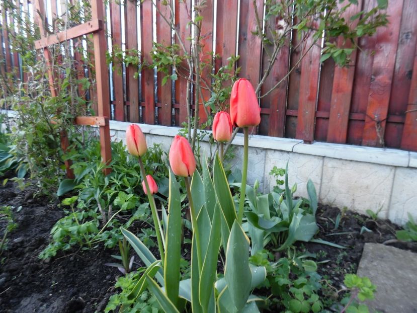  - 000 Aprilie in gradina