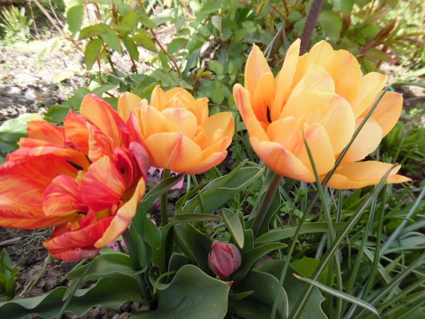  - 000 Aprilie in gradina