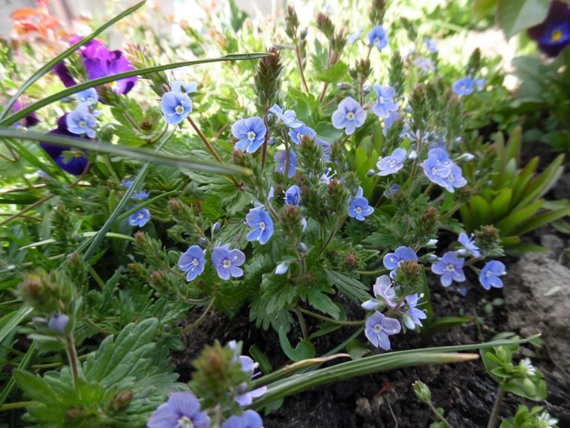  - 000 Aprilie in gradina