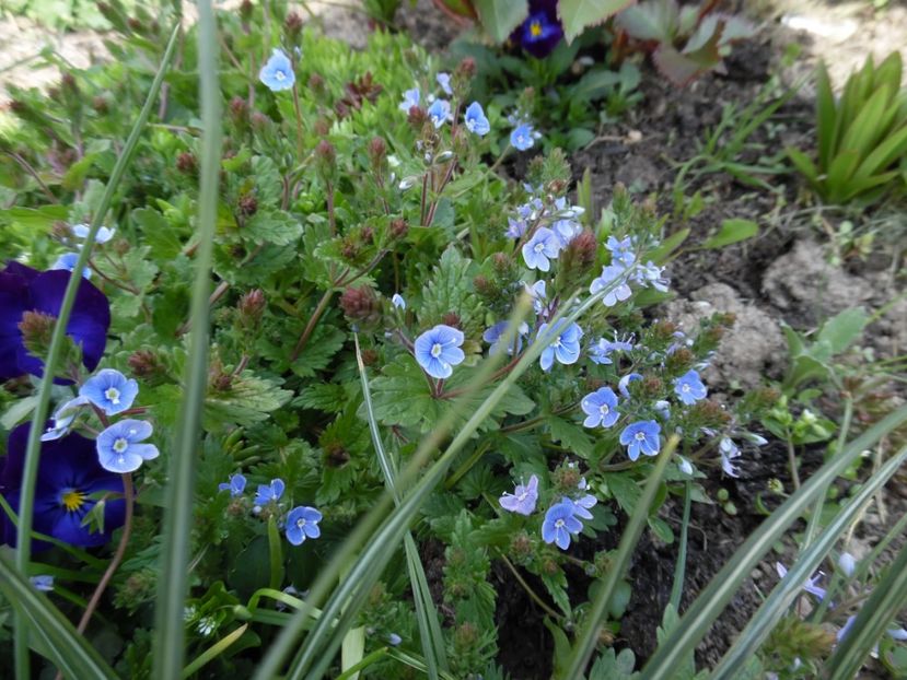  - 000 Aprilie in gradina