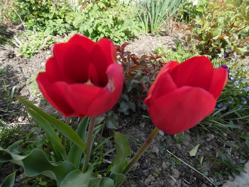  - 000 Aprilie in gradina