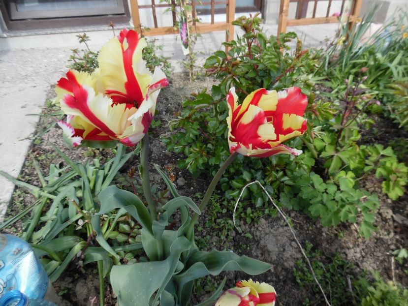  - 000 Aprilie in gradina