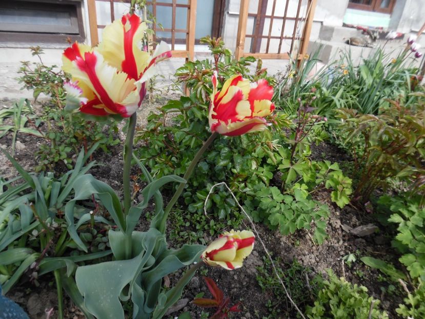  - 000 Aprilie in gradina