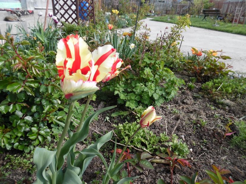  - 000 Aprilie in gradina