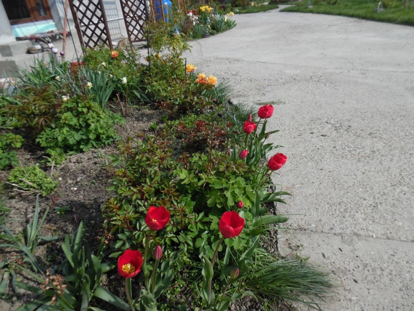  - 000 Aprilie in gradina