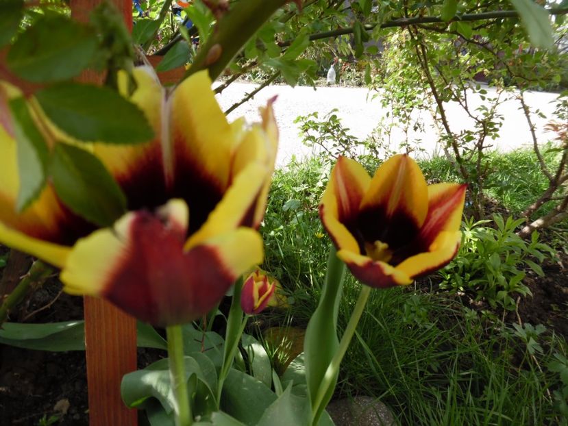  - 000 Aprilie in gradina