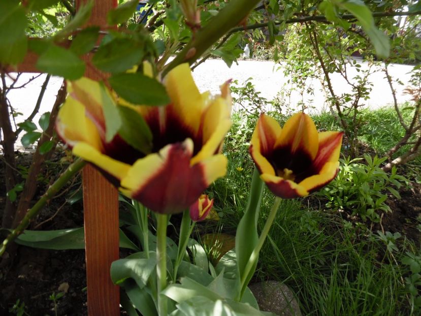  - 000 Aprilie in gradina