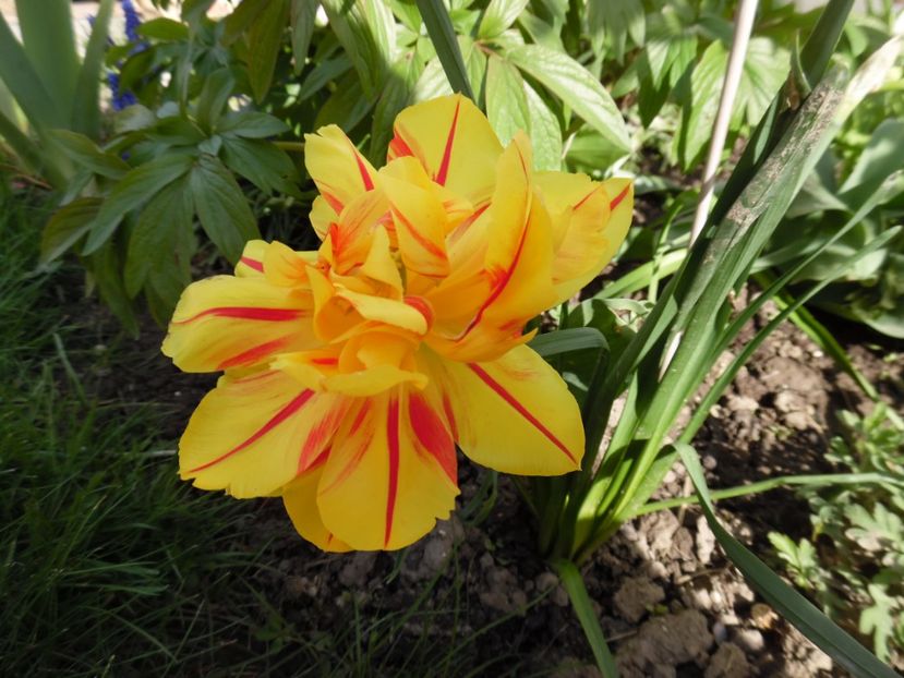  - 000 Aprilie in gradina