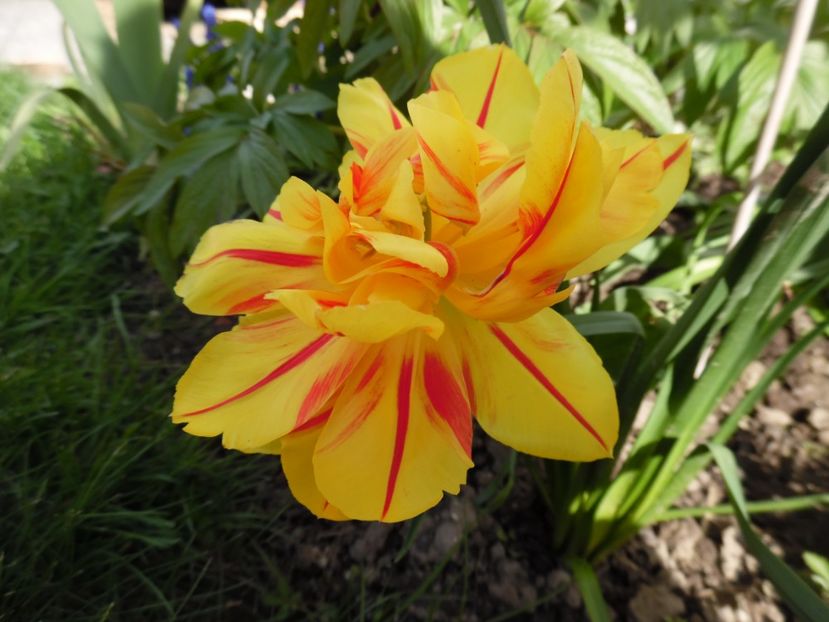  - 000 Aprilie in gradina