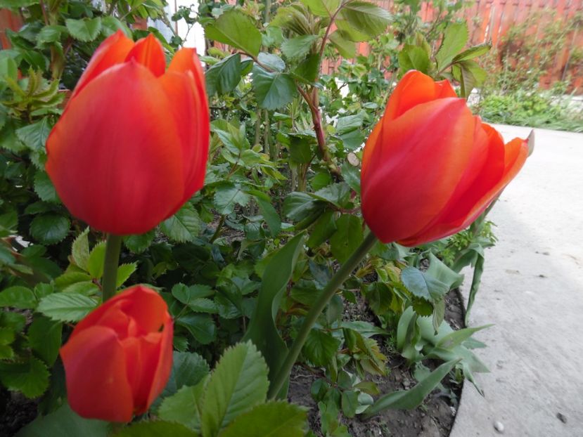  - 000 Aprilie in gradina