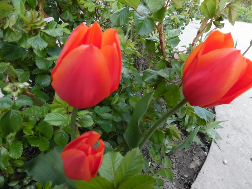  - 000 Aprilie in gradina
