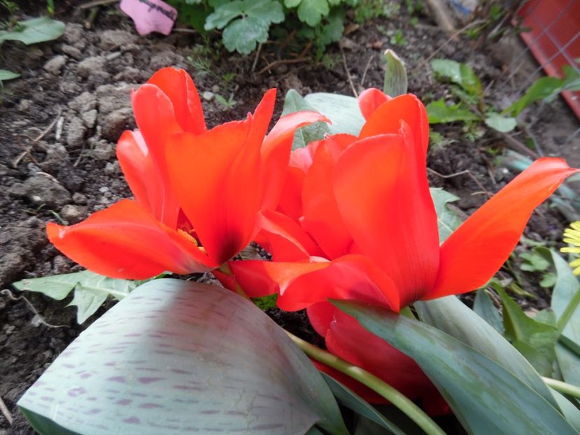  - 000 Aprilie in gradina