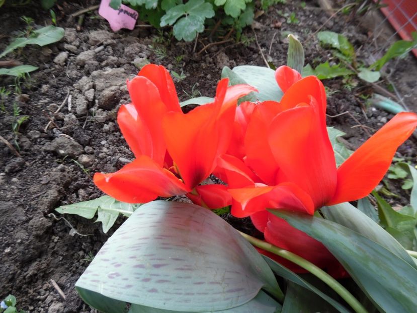  - 000 Aprilie in gradina