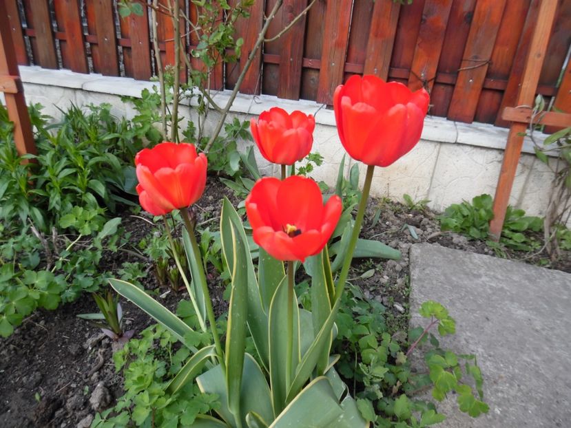  - 000 Aprilie in gradina