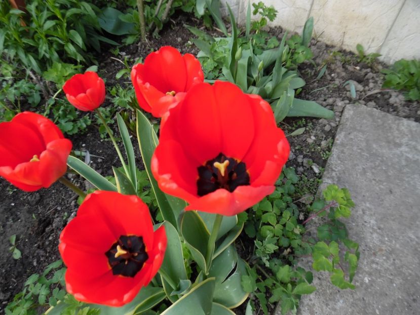  - 000 Aprilie in gradina
