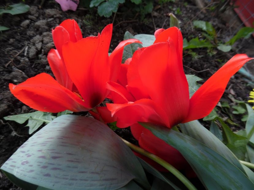  - 000 Aprilie in gradina