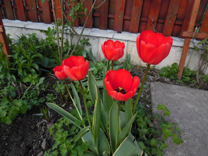  - 000 Aprilie in gradina