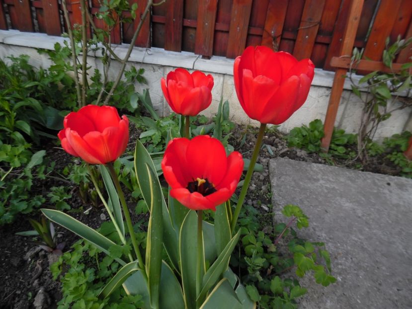  - 000 Aprilie in gradina
