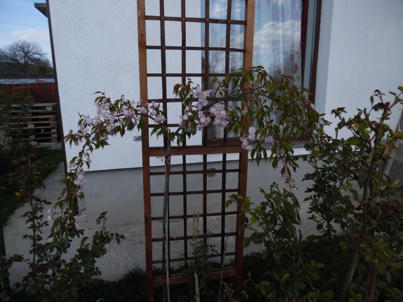  - 000 Aprilie in gradina